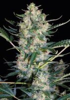 White russian
