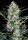 White russian