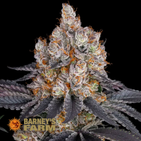 Barneys Farm Gelato | Feminisiert | 5 Samen