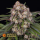 Barneys Farm OG Kush | Feminisiert | 5 Samen