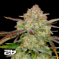 Fast Buds Frostbanger | Automatik | 5 Samen