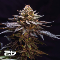 Fast Buds Gorilla Melon | Feminsiert | 3 Samen