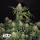 Fast Buds Lemonpaya | Feminsiert | 3 Samen