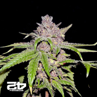 Fast Buds Papaya Sherbert | Feminsiert | 3 Samen