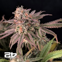 Fast Buds Rainbow Melon | Feminsiert | 3 Samen