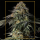 Silent Seeds Rainbow Gas | Feminisiert | 10 Samen