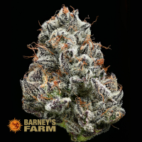 Barneys Farm Black Cherry Gushers | Feminisiert | 3 Samen