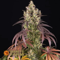 Barneys Farm Lemon Cherry Gelato | Feminisiert | 3 Samen