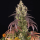 Barneys Farm Lemon Cherry Gelato | Feminisiert | 3 Samen