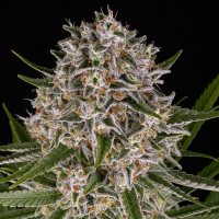 Barneys Farm Lemon Haze | Automatik | 5 Samen