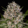 Barneys Farm Lemon Haze | Automatik | 10 Samen
