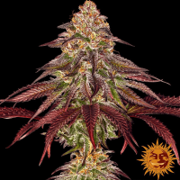 Barneys Farm Mimosa X Orange Punch | Automatik | 3 Samen