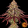 Barneys Farm Mimosa X Orange Punch | Automatik | 10 Samen