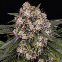 Barneys Farm OG Kush | Automatik | 10 Samen