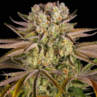 Barneys Farm Pineapple Express | Feminisiert | 5 Samen