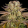 Barneys Farm Pineapple Express | Feminisiert | 10 Samen