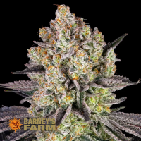 Barneys Farm Runtz | Feminisiert | 3 Samen