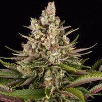 Barneys Farm Sour Strawberry | Feminisiert | 3 Samen