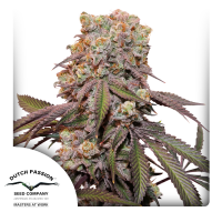 Dutch Passion Auto Candy Bubatz XL | Automatik | 3 Samen