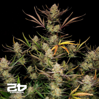 Fast Buds Kamala OG | Automatik | 3 Samen