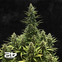 Fast Buds Kamala OG | Automatik | 10 Samen
