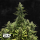 Fast Buds Kamala OG | Automatik | 10 Samen