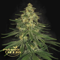 Paradise Seeds Allkush | Feminisiert | 3 Samen