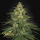 Paradise Seeds Allkush | Feminisiert | 10 Samen