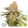 Dutch Passion Auto MAC#1 | Automatik | 3 Samen