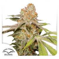 Dutch Passion Auto MAC#1 | Automatik | 100 Samen - auf...