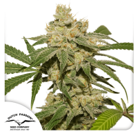 Dutch Passion Auto Oh My Gusher | Automatik | 3 Samen