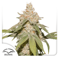 Dutch Passion Auto SFV OG | Automatik | 3 Samen