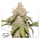 Dutch Passion Auto SFV OG | Automatik | 3 Samen