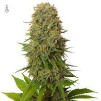Amnesia Haze