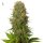 Amnesia Haze