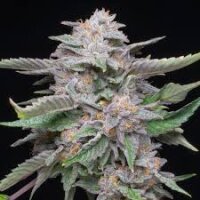 Lemon Cherry Gelato