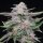 Lemon Cherry Gelato