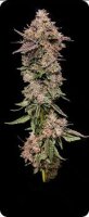 Pineapple Fruz
