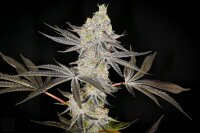 Kush mints