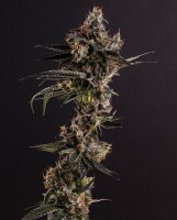 Alien Rock Candy