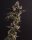 Alien Rock Candy