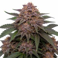Blueberry Muffin