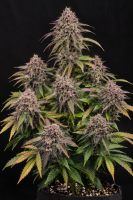 Auto Pink Candy XL