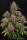 Auto Pink Candy XL