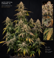 Auto Critical Caramel XL